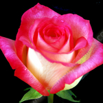 TWO TONE ROSE