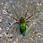 THE GREEN SPIDER