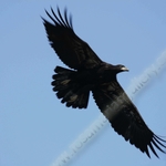 YOUNG EAGLE IN FLIGHT