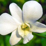 WHITE ORCHID