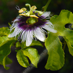 PASSION FLOWER 1