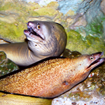 TWO EELS