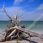 DRIFTWOOD TREE.