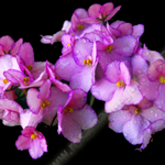 PINK AFRICAN VIOLET