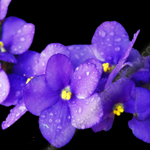 PURPLE AFRICAN VIOLET