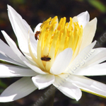 WHITE WATER LILY