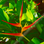 HELACONIA 2