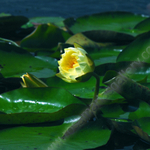 LILY FLOWERS.