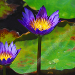 BLUE LILY FLOWERS