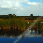 PEACE IN THE EVERGLADES