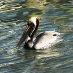 PINE ISLAND PELICAN