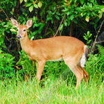 EVERGLADES DEER.