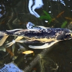 POND FISH