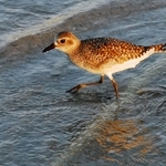 BEACH BIRD