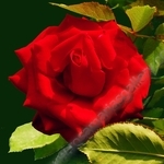 LA ROSA ROJO.