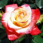 PRETTY ROSE.